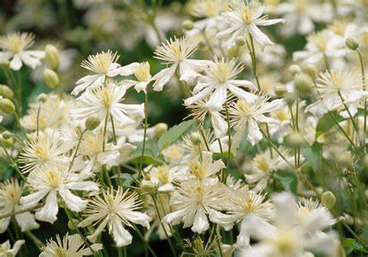 Clematis 'Summer Snow' AKA  'Fargesioides' AKA 'Paul Farges'