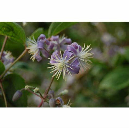 Clematis 'Heracleifolia' – 'Mrs. Robert Brydon'