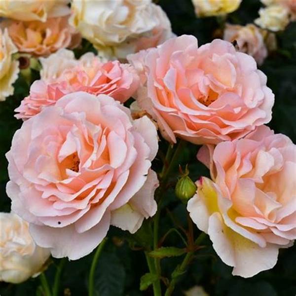 Rose - Groundcover - Apricot Drift