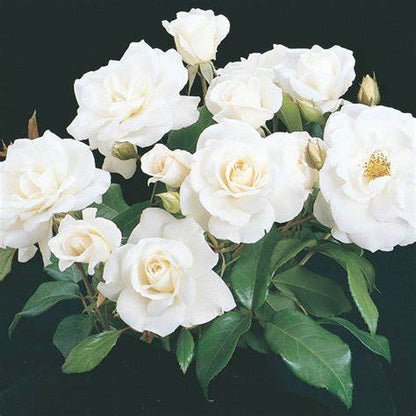 Rose - David Austin - Floribunda - Iceberg