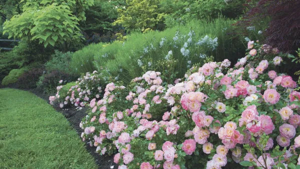 Rose - Groundcover - Apricot Drift