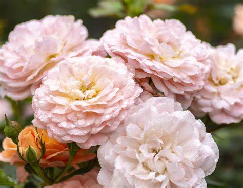 Rose - Groundcover - Apricot Drift