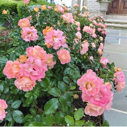 Rose - Groundcover - Apricot Drift