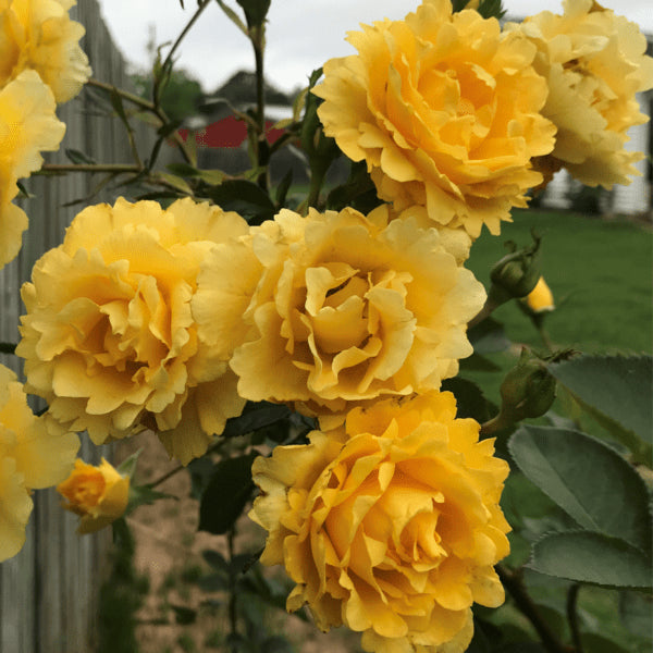 Rose - Climbing - Good Day Sunshine