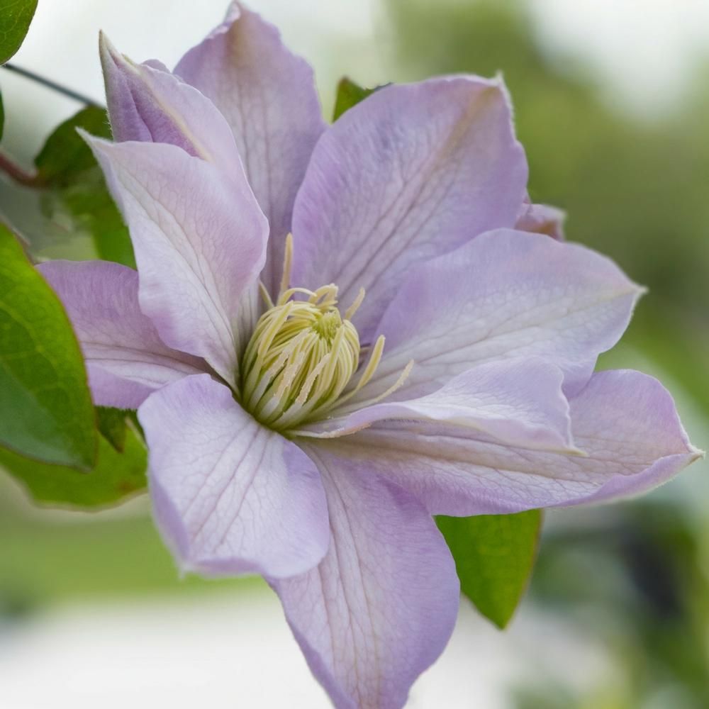 Clematis 'Hakuba' - Layered Petals