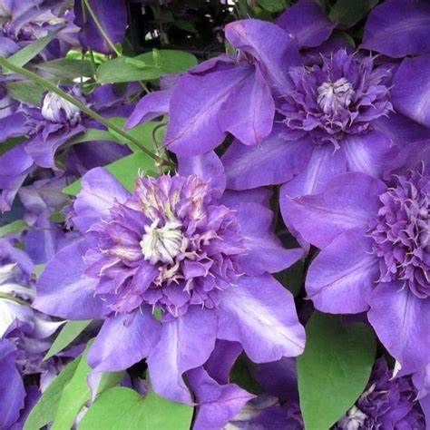 Clematis 'Shikou' / 'Shikoo' - Multi-Bloom Blue Violet