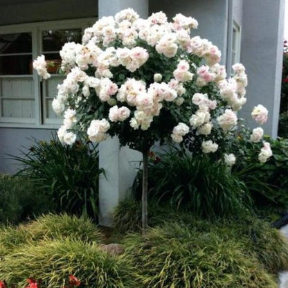 Rose Patio Tree - Iceberg - DavidAustin