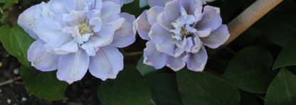 Clematis 'Hakuba' - Layered Petals