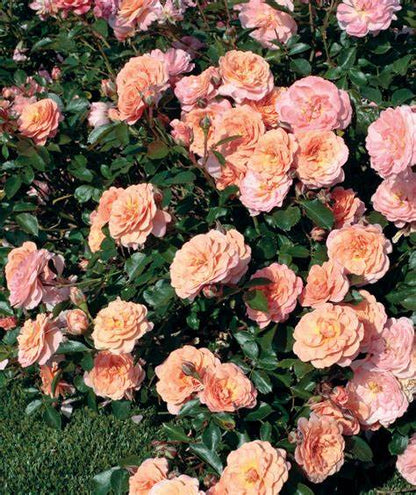 Rose - Groundcover - Apricot Drift