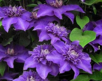 Clematis 'Shikou' / 'Shikoo' - Multi-Bloom Blue Violet