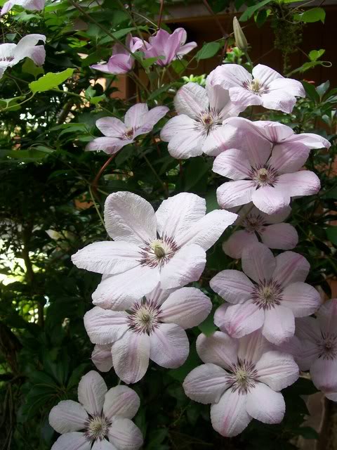 Clematis 'John Paul II'