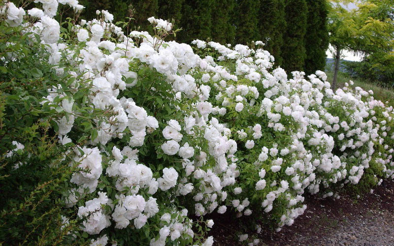 Rose Patio Tree - Iceberg - DavidAustin