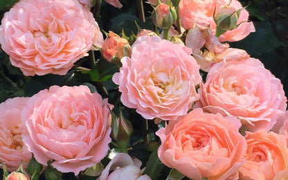 Rose - Groundcover - Apricot Drift