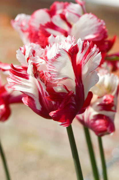 Tulip Parrot - Strawberry Creme