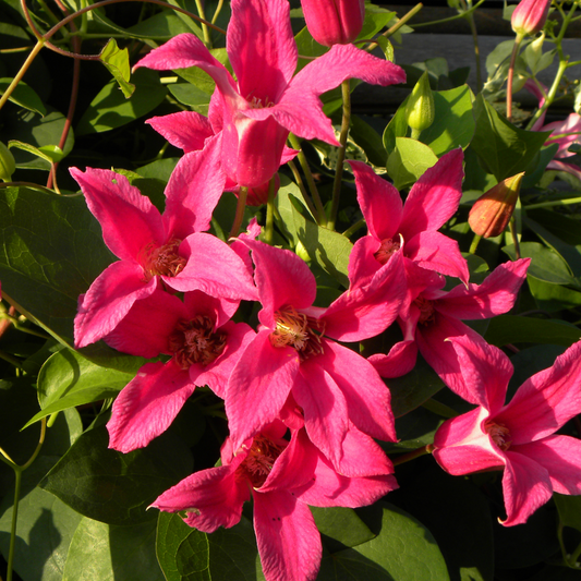 Scarlet Clematis Texensis ' Princess Diana'