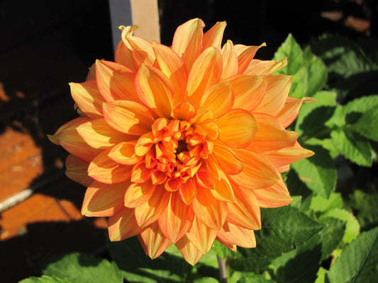 Dahlia - Decorative - California Orange