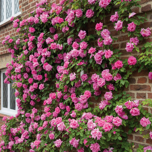 Rose - David Austen - Climbing - ZÉPHIRINEDROUHIN