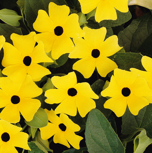 Black-Eyed Susan Vine - Thunbergia - Yellow