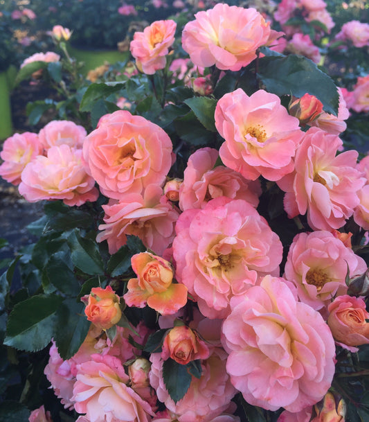 Rose - Groundcover - Peach Drift