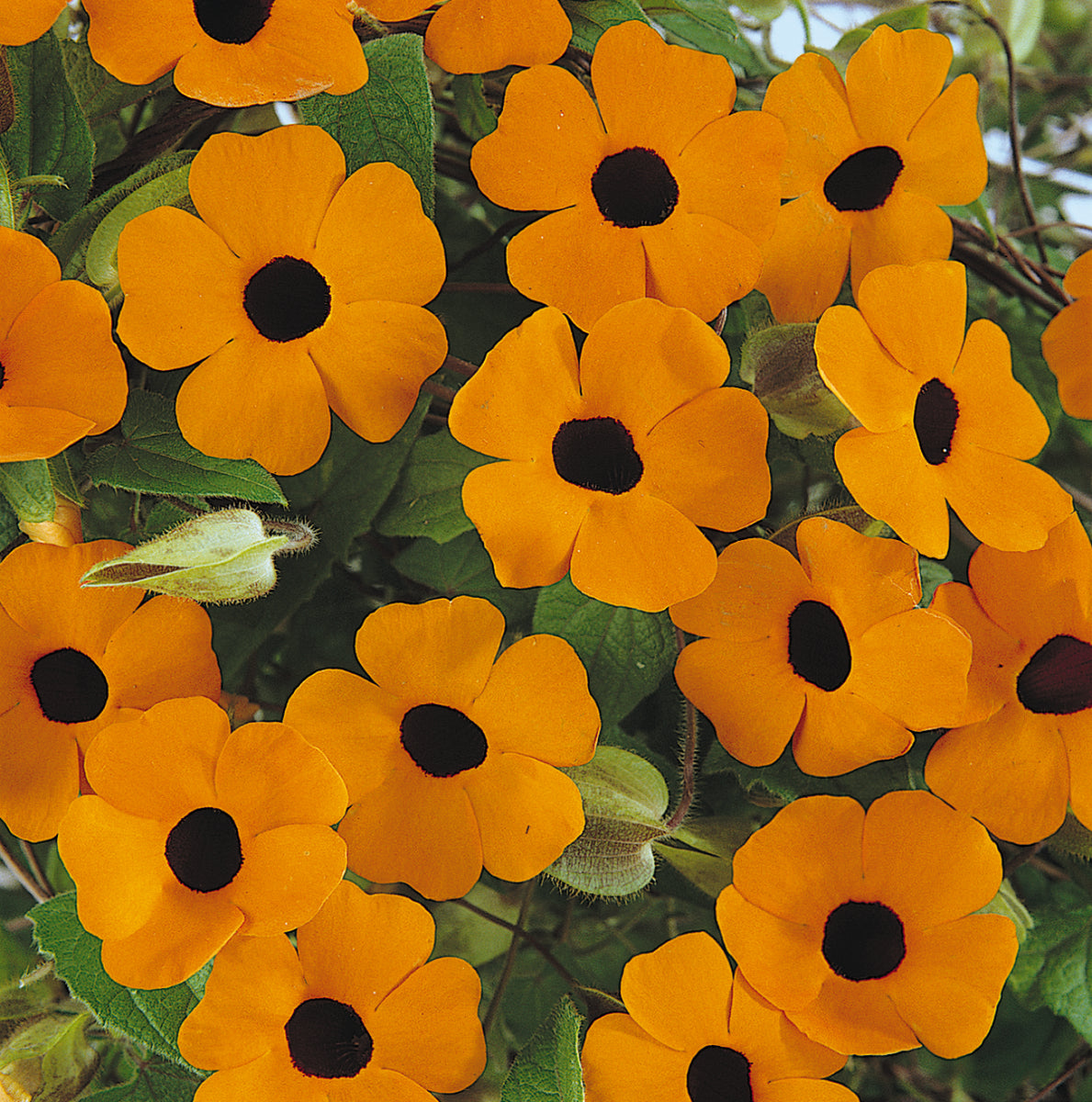 Black-Eyed Susan Vine - Thunbergia - Orange