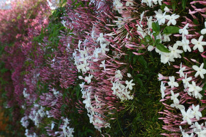 Award-Winning Fragrant - Jasmine - Pink/White