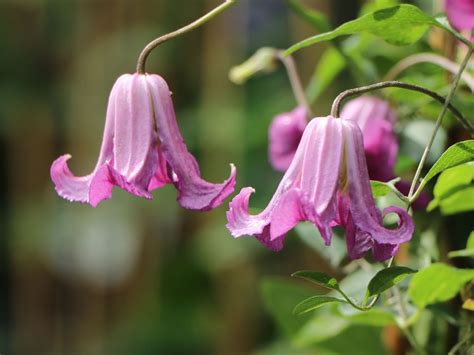 Scarlet Clematis Texensis 'Etoile Rose'