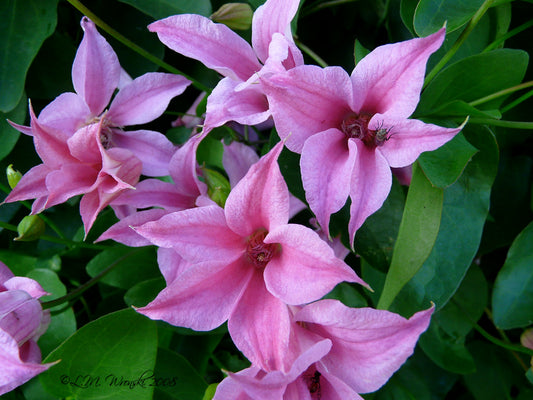 Scarlet Clematis Texensis 'Homecoming Princess'