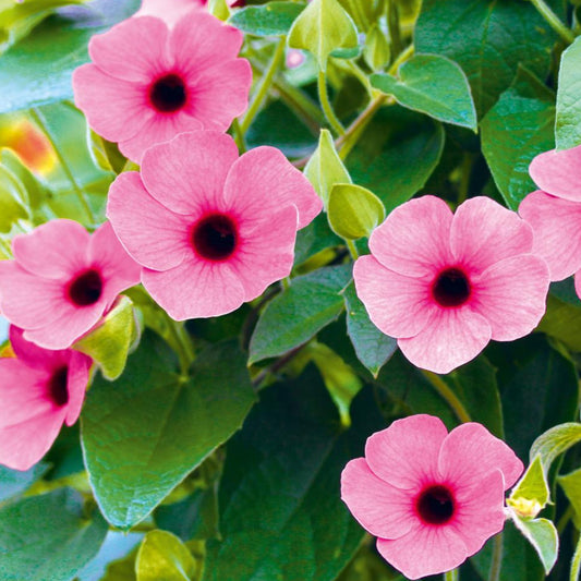 Black-Eyed Susan Vine - Thunbergia - Pink