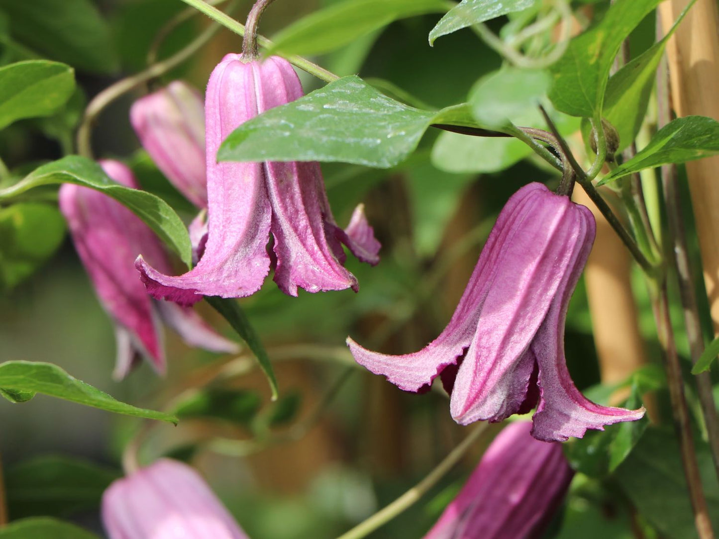 Scarlet Clematis Texensis 'Etoile Rose'