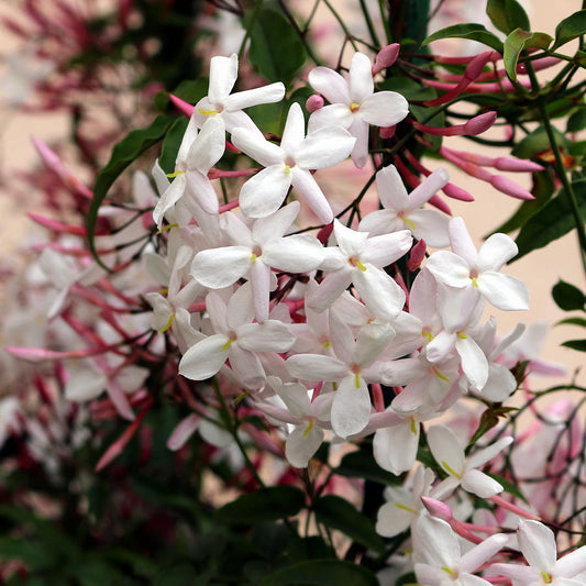 Award-Winning Fragrant - Jasmine - Pink/White