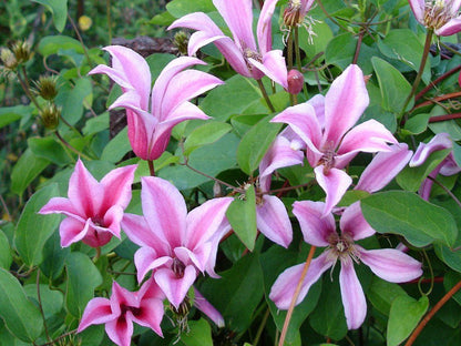 Scarlet Clematis Texensis 'Homecoming Princess'