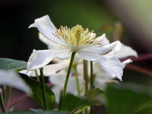Load image into Gallery viewer, Clematis Flowering Vine - Wind Waker Fairy - Fragrant

