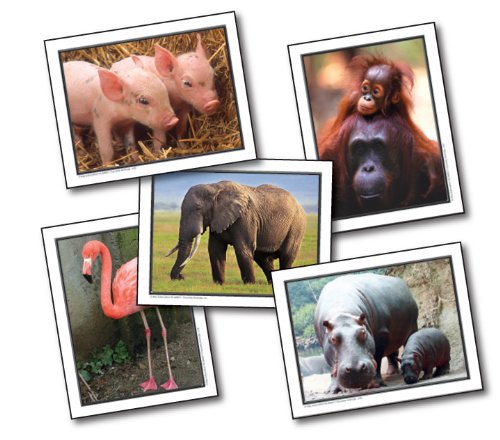 Key Education 845011 Favorite Animals Photographic Learning Cards, 11.25" H, 9.25" W, 0.25" L (Pack of 48)