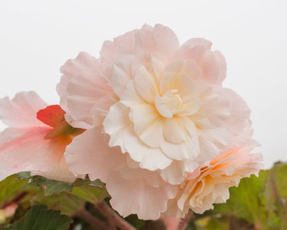 Begonia - Pale Pink Realmdrop Shop