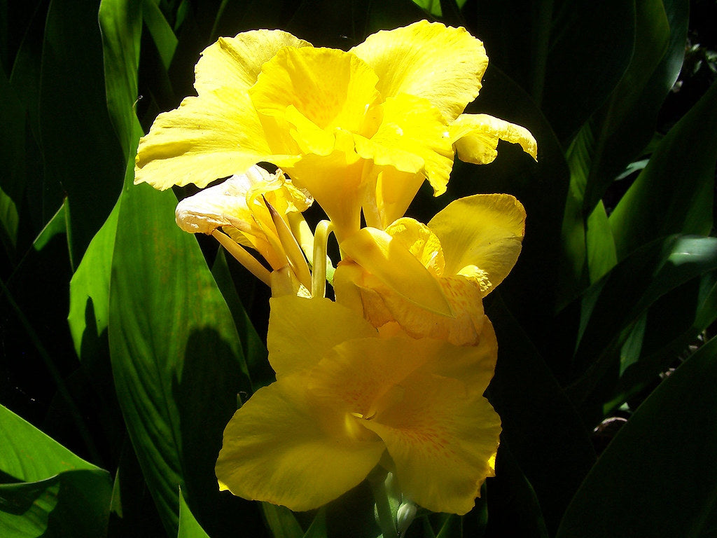 Canna Lily - Bright Yellow Realmdrop Shop