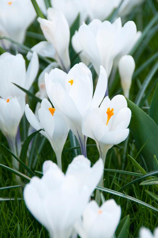 Crocus - White