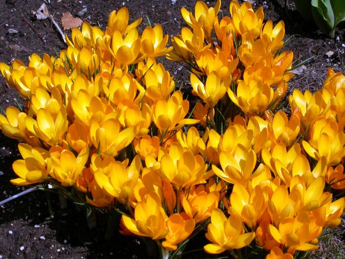 Crocus - Gold