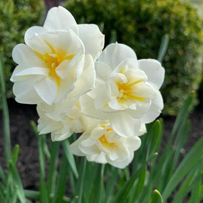 Daffodil - Fragrant Vanilla Multi-Fluffle Realmdrop Shop