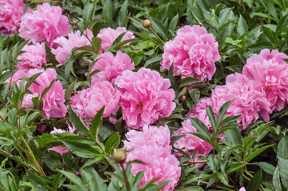 Peony - Fragrant - Dr Alexander Flemming - Pink