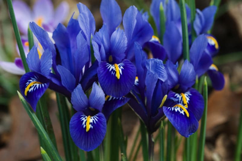 Dwarf Iris Reticulata Harmony Realmdrop Shop