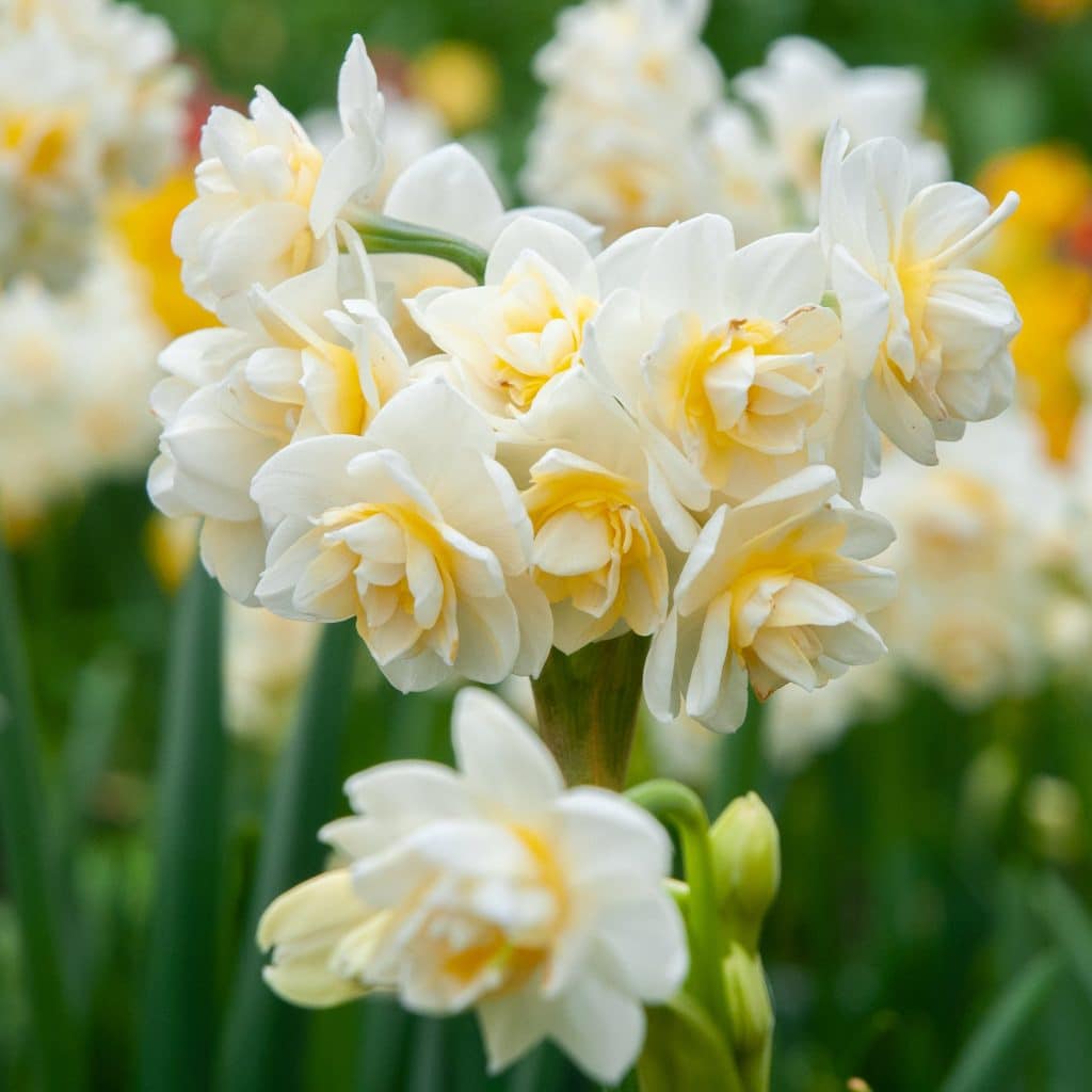 Fragrant Paperwhite Daffodil 'Erlicheer' Realmdrop Shop