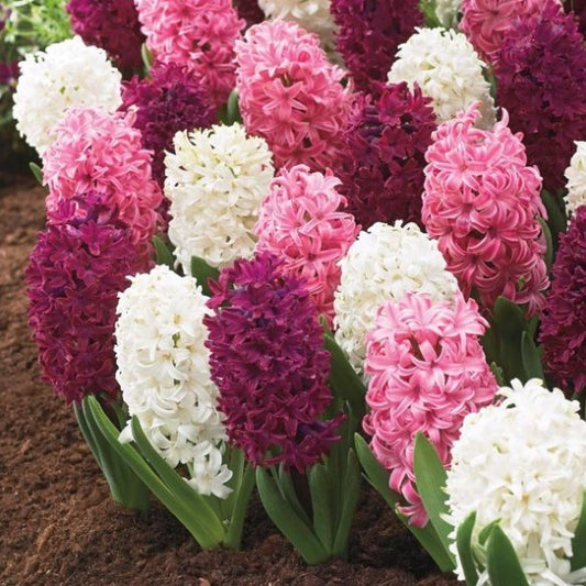 Fragrant Hyacinth Bundle - Daddy's Little Princess