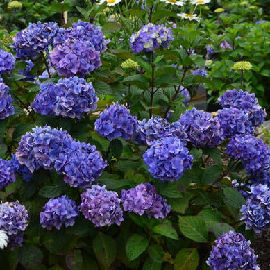 Hydrangea - Endless Summer - Bloomstruck - Purple to Pink