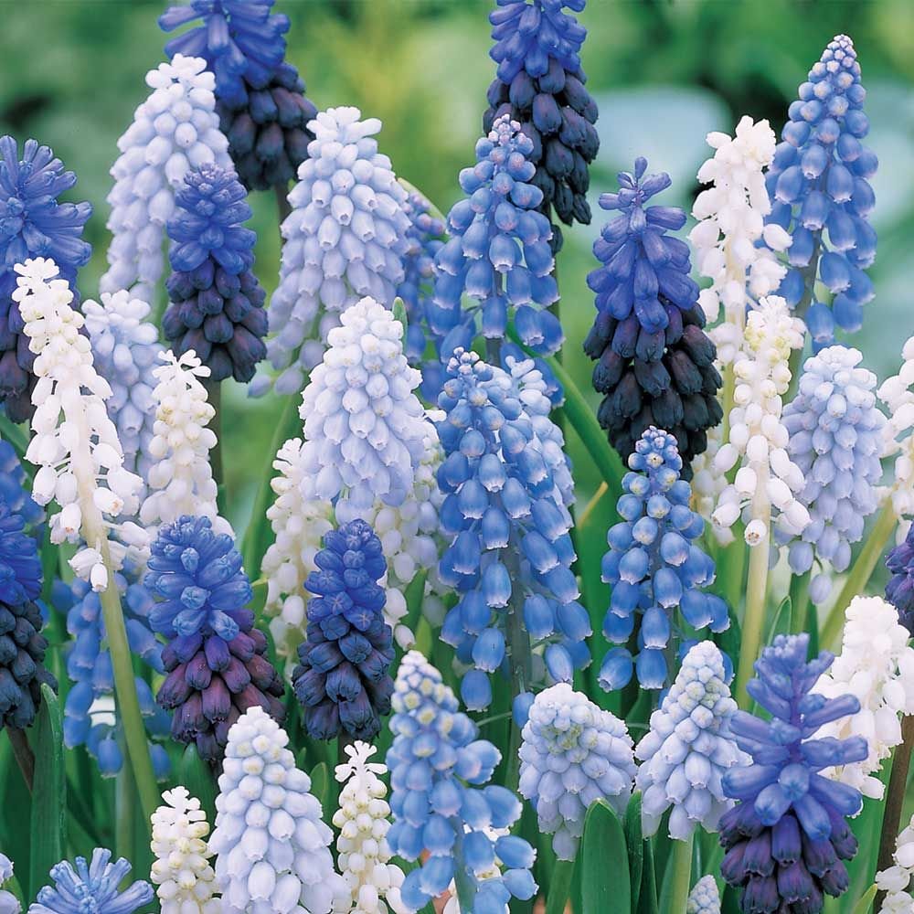 Muscari - Grape Hyacinth - Bouquet of Maidens Realmdrop Shop