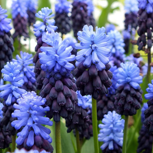 Muscari - Grape Hyacinth - Dusk Maiden Realmdrop Shop