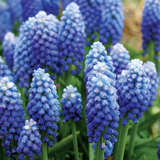 Muscari - Grape Hyacinth - Ocean Maiden Realmdrop Shop