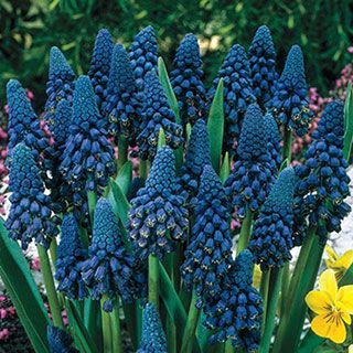 Muscari - Grape Hyacinth - Peacock Maiden Realmdrop Shop