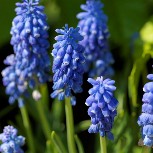 Muscari - Grape Hyacinth Realmdrop Shop