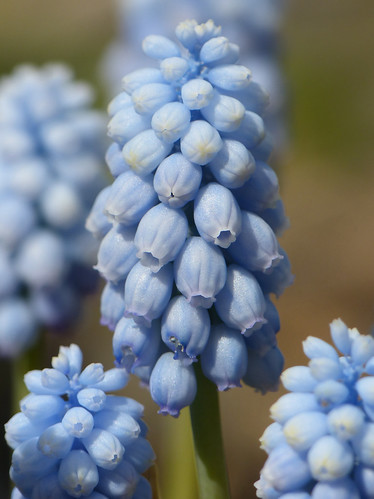 Muscari - Grape Hyacinth - Sky Maiden Realmdrop Shop