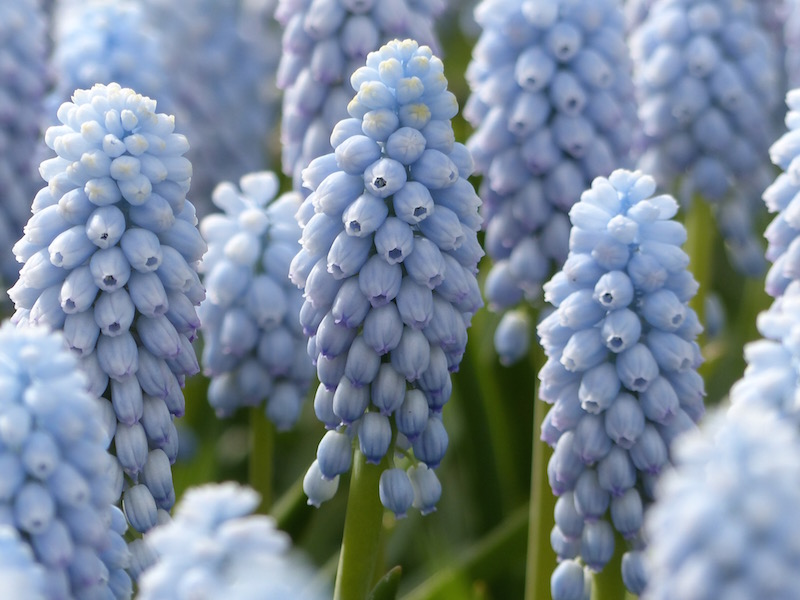 Muscari - Grape Hyacinth - Sky Maiden Realmdrop Shop